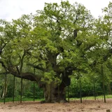 Muere el Major Oak, el roble más viejo de Europa tras más de mil años