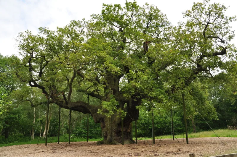 Muere el Major Oak, el roble más viejo de Europa tras más de mil años