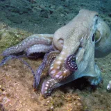 Pulpos se expanden por las costas del Reino Unido y golpean a la pesca tradicional