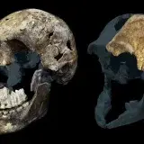 Homo naledi desconcierta más: todos los fósiles analizados son femeninos