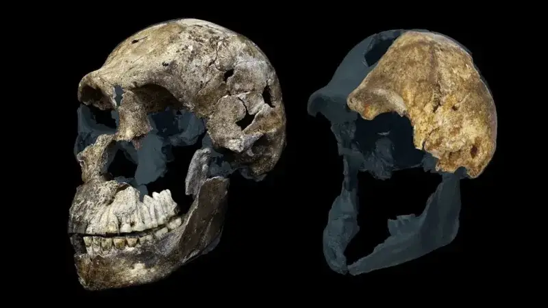 Homo naledi desconcierta más: todos los fósiles analizados son femeninos