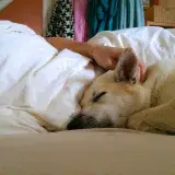 Dormir con perros o gatos puede alterar el descanso, según la ciencia