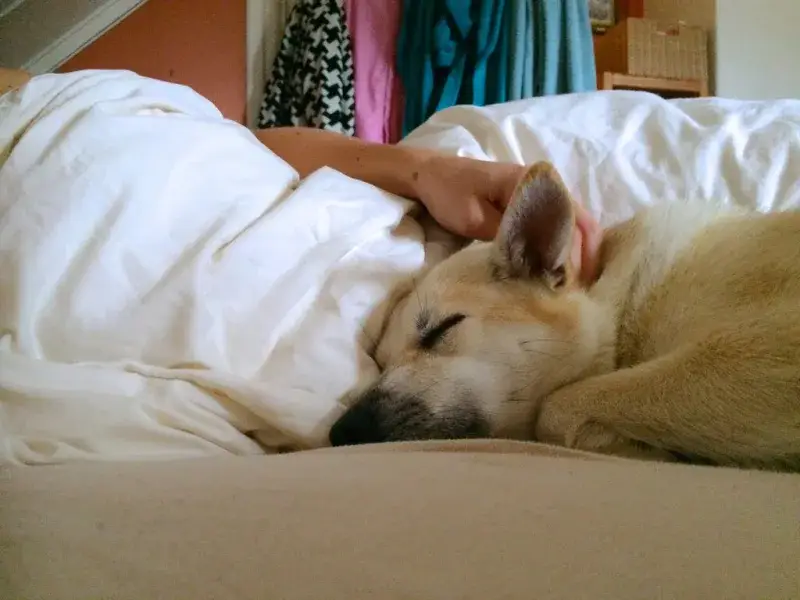 Dormir con perros o gatos puede alterar el descanso, según la ciencia
