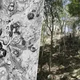 Descubren en Campeche la ciudad maya Minanbé, oculta en la