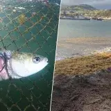 Alga invasora en el Mediterráneo se convierte en alimento para peces
