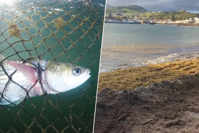 Alga invasora en el Mediterráneo se convierte en alimento para peces