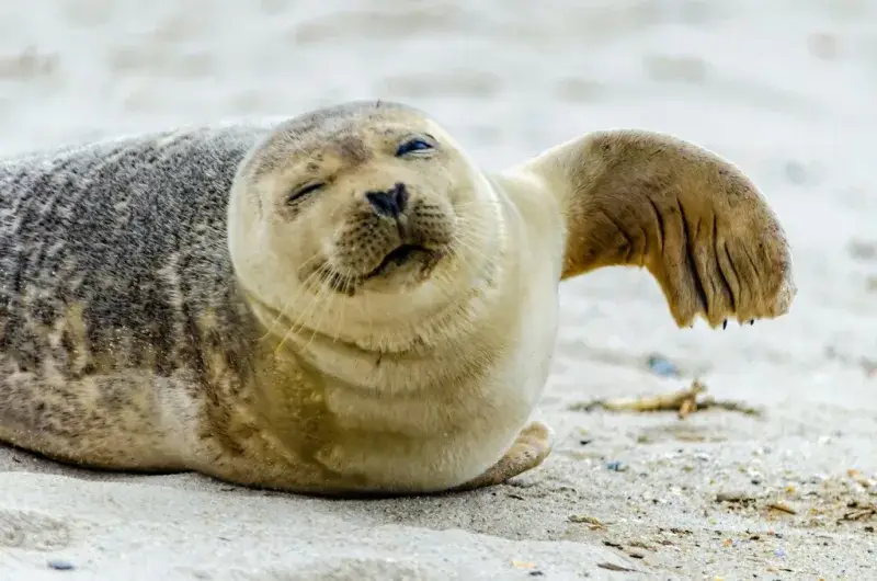 Una foca huérfana de Maine aprendió a hablar inglés en Boston