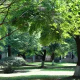 Las zonas verdes sin árboles pierden fuerza contra el calor