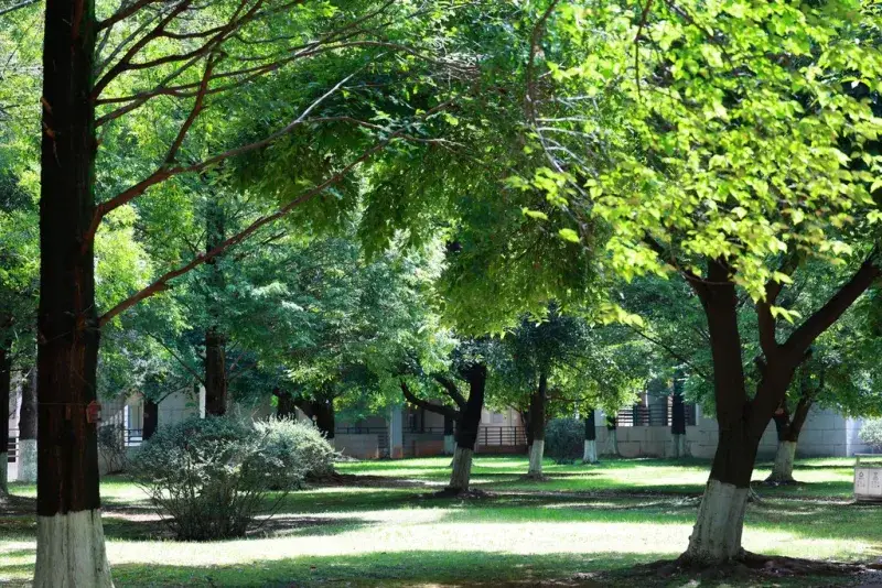 Las zonas verdes sin árboles pierden fuerza contra el calor