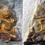 Fósil en China reta la historia evolutiva de las plantas con flores