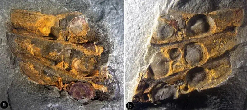 Fósil en China reta la historia evolutiva de las plantas con flores