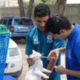 Alcaldía de Maracaibo refuerza adopción y atención veterinaria de animales