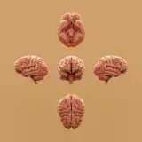 Brain.