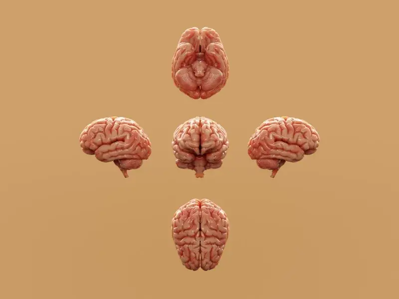 Brain.
