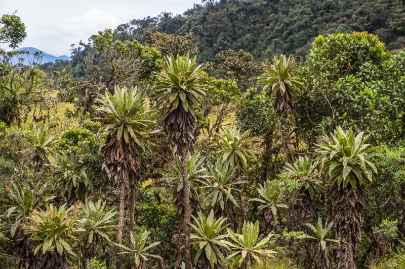 Explore the exotic frailejón plants in the lush landscapes of Choachí, Cundinamarca, Colombia.