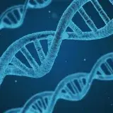 Científicos crean un mapa con 92 millones de interacciones del ADN