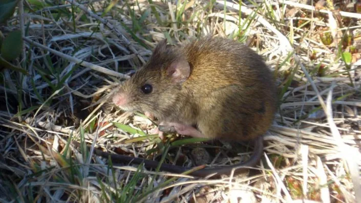 Médicos exigen control de roedores ante brote de hantavirus