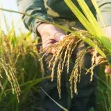Fevearroz pide revisar precio del arroz y superar US$0,40