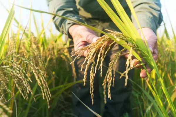 Fevearroz pide revisar precio del arroz y superar US$0,40