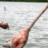 Alertan sobre posible epidemia zoonótica por matanza de flamencos
