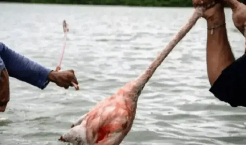 Alertan sobre posible epidemia zoonótica por matanza de flamencos