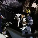 Mascotas también quedan atrapadas tras los sismos en Venezuela