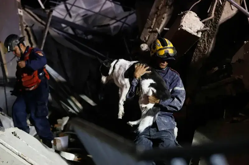 Mascotas también quedan atrapadas tras los sismos en Venezuela