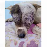 
			Le sacó los ojos a una perra porque le comió un chivo		