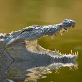 
			Un australiano sobrevive al ataque de un cocodrilo tras morderle el párpado al animal		