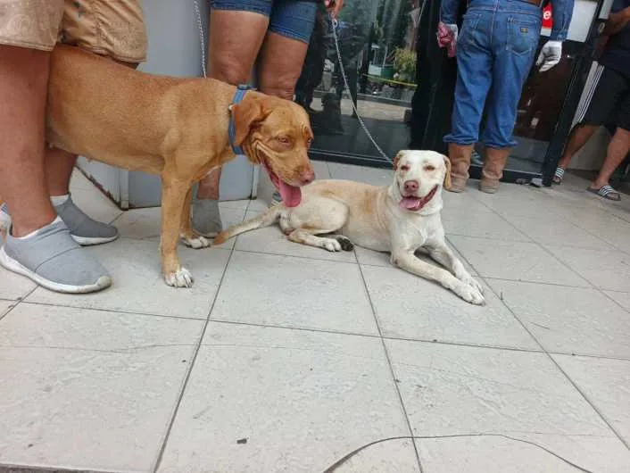 Caraballeda sostiene un centro médico y animalista tras los sismos