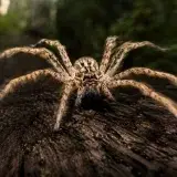 Una araña australiana lidera la velocidad terrestre
