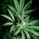No evidence found that cannabis reduces long term opioid use
