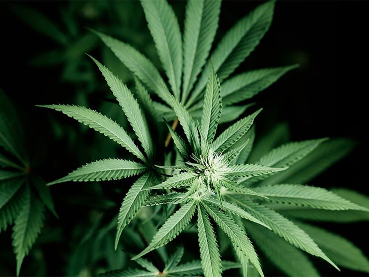 No evidence found that cannabis reduces long term opioid use
