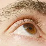 Detailed closeup of a human brown eye and eyebrow, showing texture and color.