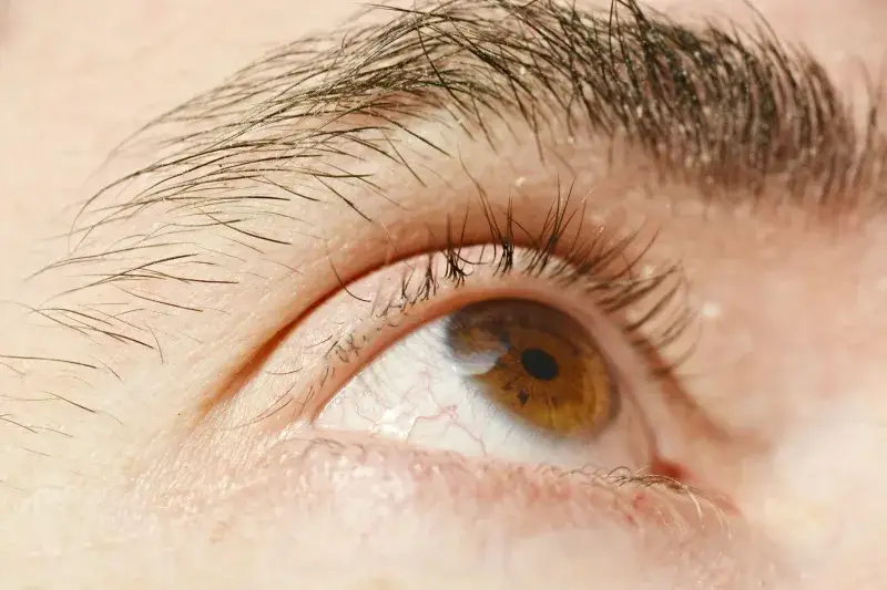 Detailed closeup of a human brown eye and eyebrow, showing texture and color.
