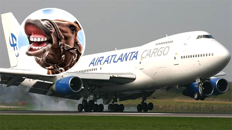 
			Caballo que se soltó en avión en pleno vuelo, obligó a aterrizaje de seguridad		