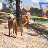 A Shiba Inu dog standing in an open park on a sunny day, looking around.
