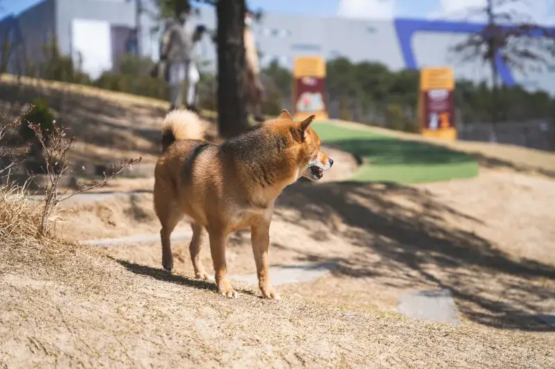 A Shiba Inu dog standing in an open park on a sunny day, looking around.