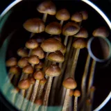 A group of growing mushrooms