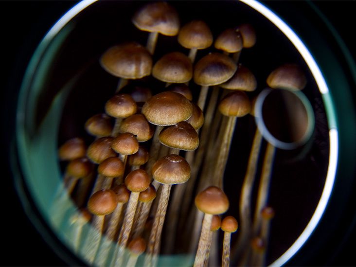 A group of growing mushrooms