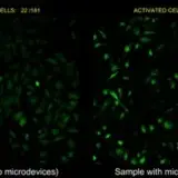 Microdispositivos activan células con ultrasonidos y apuntan a terapias más precisas