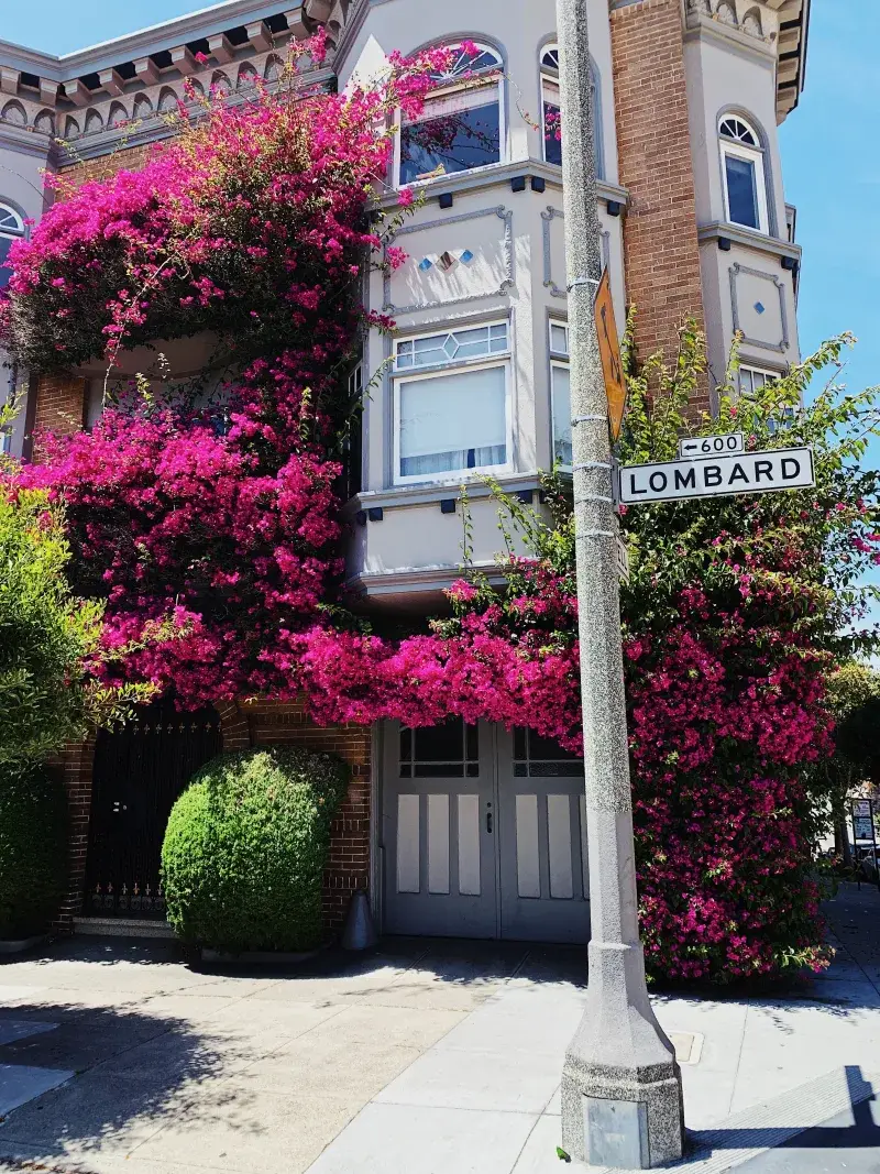 Bougainvillea adorned building on San Francisco's iconic Lombard Street, showcasing vibrant urban flora.
