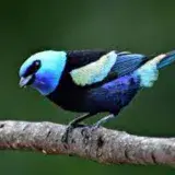 
			El pájaro que enseña a cantar a sus crías antes de nacer		
