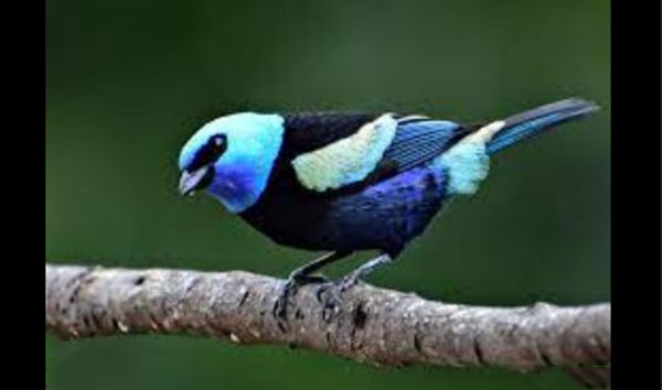 El pájaro que enseña a cantar a sus crías antes de nacer