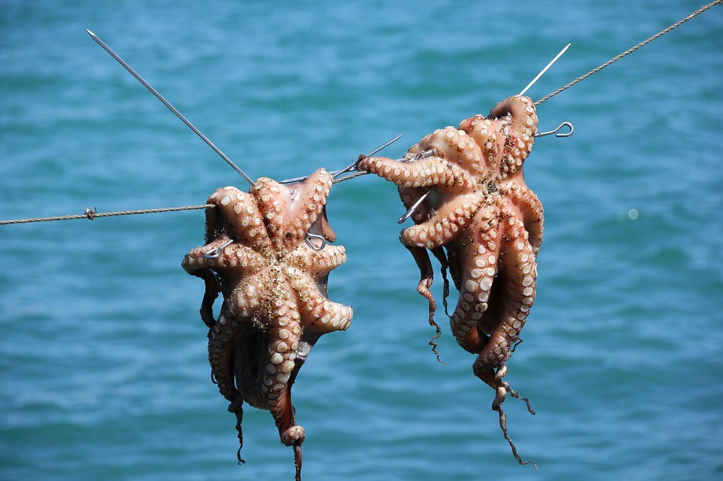 Pulpos se expanden por las costas del Reino Unido y golpean a la pesca tradicional