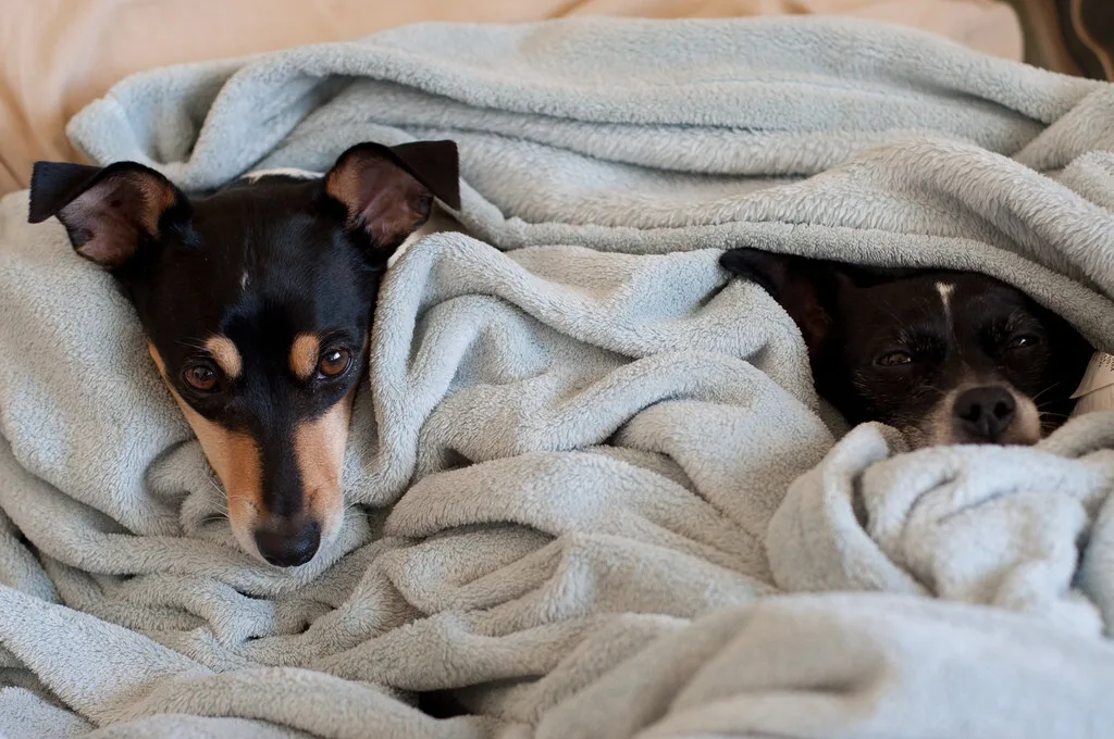 Dormir con perros o gatos puede alterar el descanso, según la ciencia