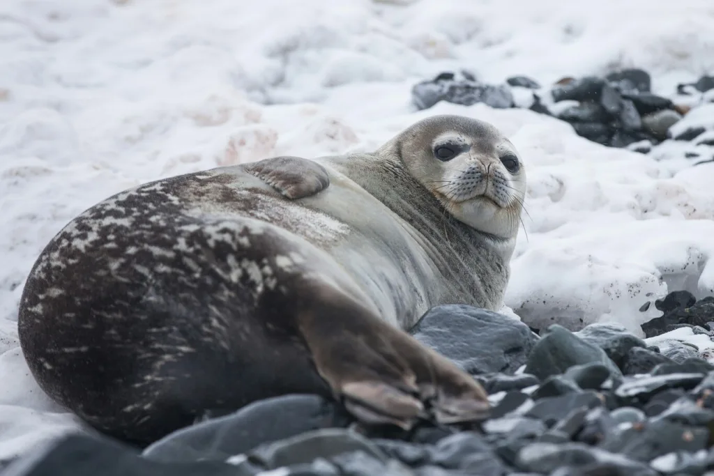 Una foca huérfana de Maine aprendió a hablar inglés en Boston