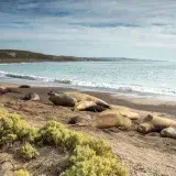 Elefantes marinos sur en riesgo: se planea censo en Valdés