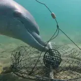 
			Video inédito muestra a delfines vencer redes para cangrejos		