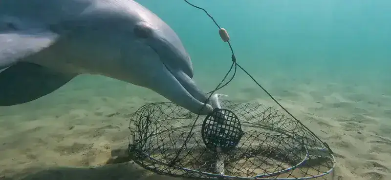 Video inédito muestra a delfines vencer redes para cangrejos